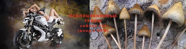 гидра Липки